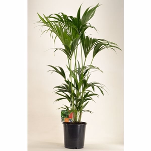 KENTIA - P24 H130 - 6PP (Howea forsteriana)