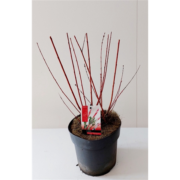 <h4>Salix Flamingo bush p19</h4>