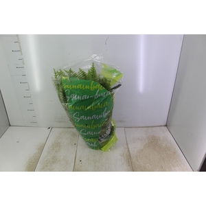 SAMAMBAIA AMERICANA C21