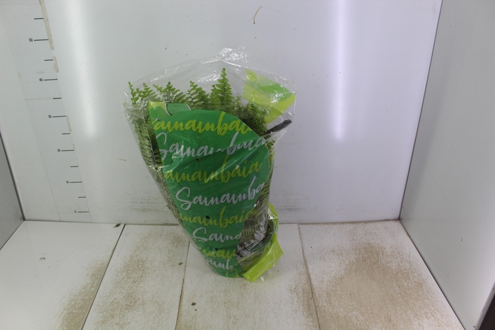 <h4>SAMAMBAIA AMERICANA C21</h4>