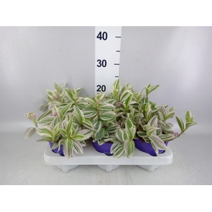 Tradescantia ...