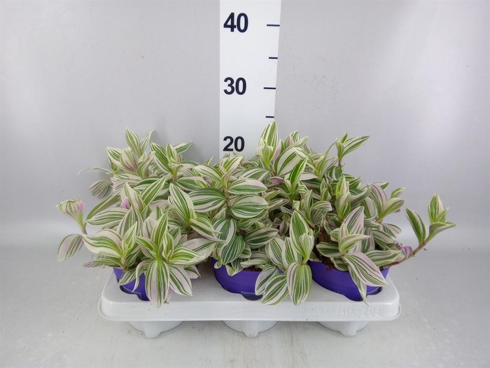 <h4>Tradescantia   ...</h4>