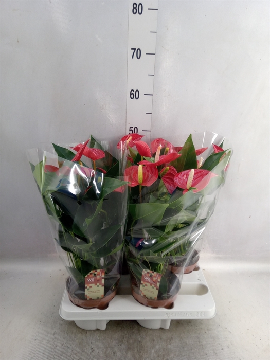 Anthurium andr. 'Felicita'