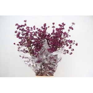 CALLICARPA BOD PROFU 150CM