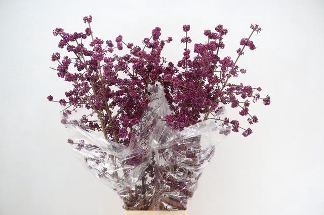 <h4>CALLICARPA BOD PROFU 150CM</h4>