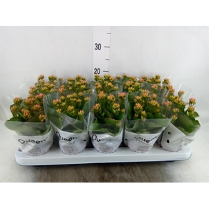 Kalanchoe  'RoseFlow Esme'