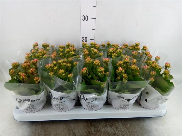 <h4>Kalanchoe  'RoseFlow Esme'</h4>