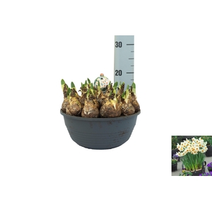 Narcissus Barrett Browning