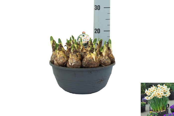 <h4>Narcissus Barrett Browning</h4>