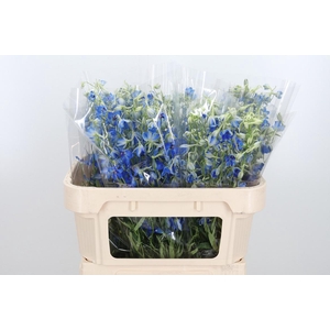 Delphinium Be Volkerfrieden