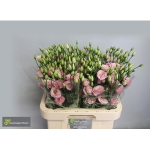 Eus G Rosi Rose Pink