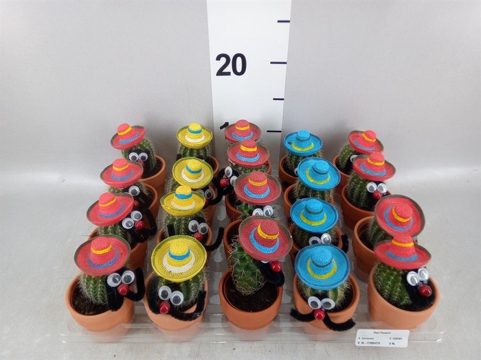 <h4>Cactus   ...decorated</h4>