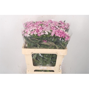 Di Barb Amazone Pink