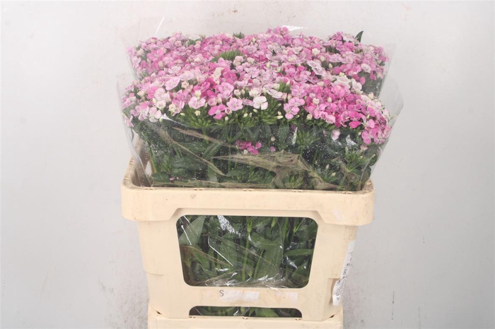 <h4>Di Barb Amazone Pink</h4>