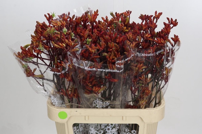 <h4>Kangaroo Paw Early Spring Indoor</h4>