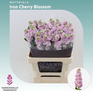 Matthiola Iron Cherry Blossom