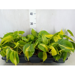 Philodendron scand. 'Brasil'