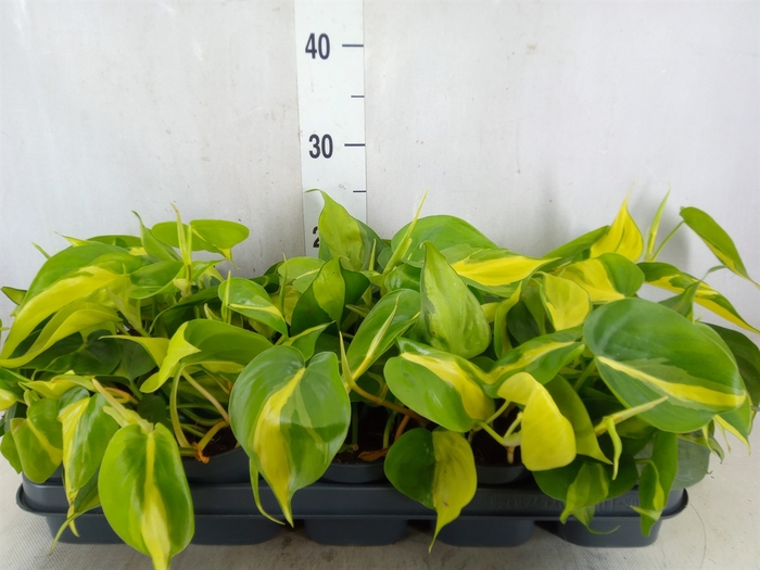 <h4>Philodendron scand. 'Brasil'</h4>