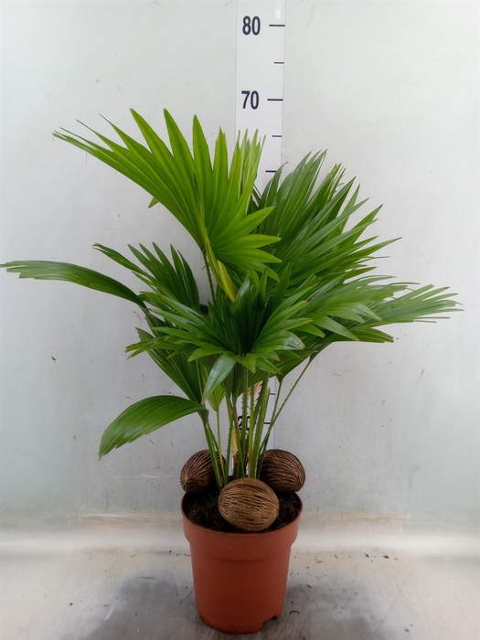 <h4>Livistona rotundifolia</h4>