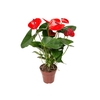 ANTHURIUM CASANOVA P15 VERMELHO PREMIUM