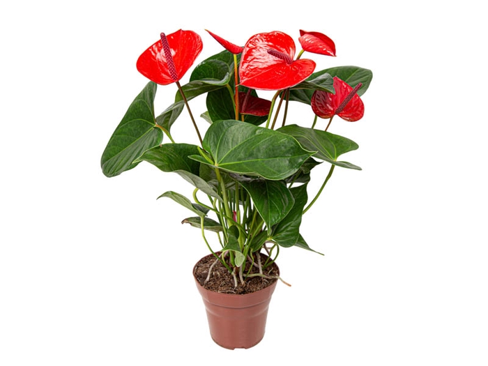 ANTHURIUM CASANOVA P15 VERMELHO PREMIUM