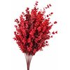 Euc. Stuart Preserved Red