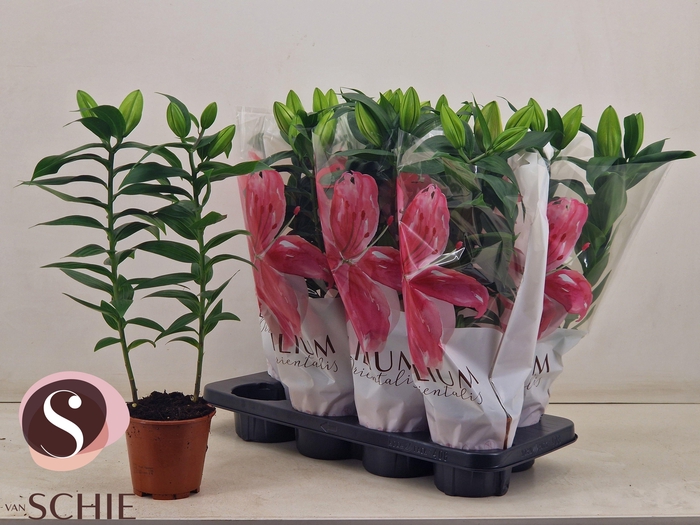 <h4>LIL OR REELEEZE</h4>