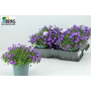 CAMP PORTENSCHLAGIAN