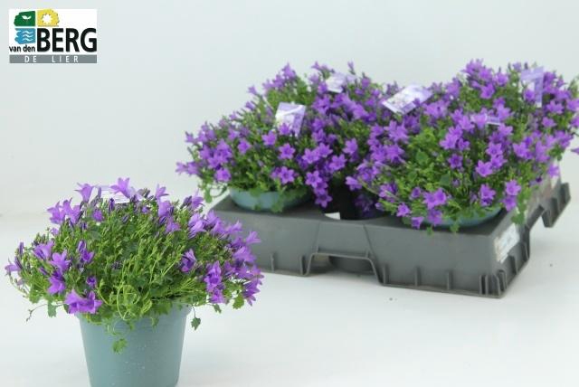 <h4>CAMP PORTENSCHLAGIAN</h4>