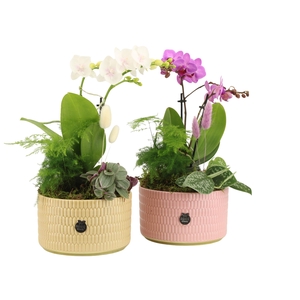 21981: Contradiction arrangement