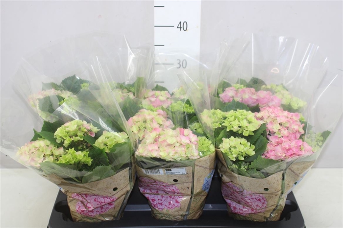 <h4>Hydrangea Early Rosa 6+</h4>