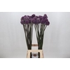 Allium Summer Drummer