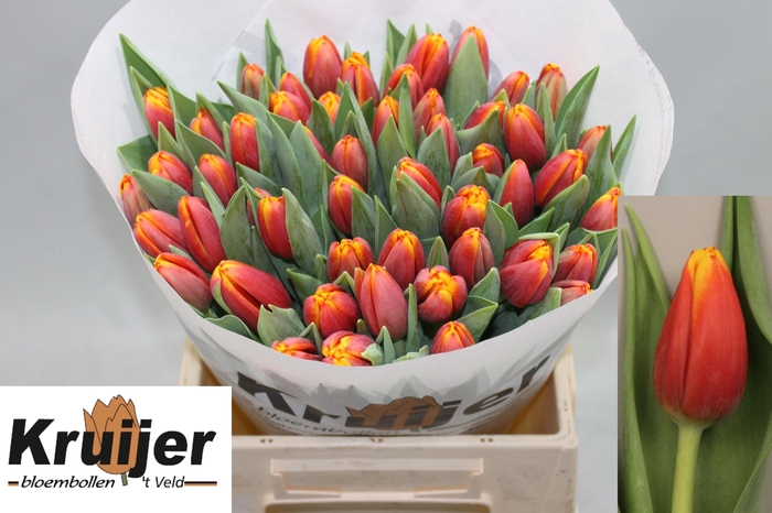 <h4>TU EN TROPICANA</h4>