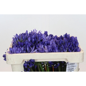 Agapanthus EYFORI Blue