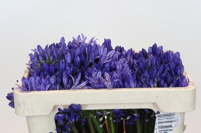 <h4>Agapanthus EYFORI Blue</h4>