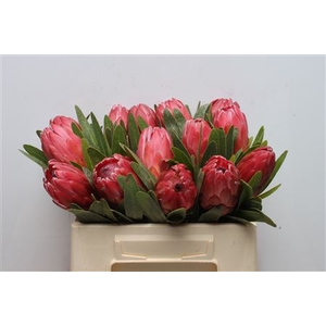 Protea Red Ice