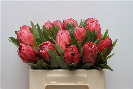 Protea Red Ice