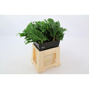 Philodendron Xanadu (air)