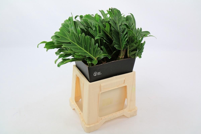 <h4>Philodendron Xanadu (air)</h4>