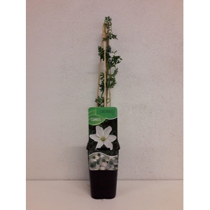 Clematis cartmanii 'Joe'