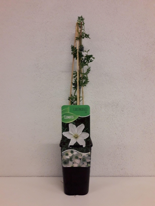 <h4>Clematis cartmanii 'Joe'</h4>