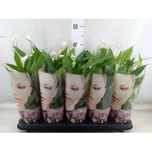 Spathiphyllum  'Alana'