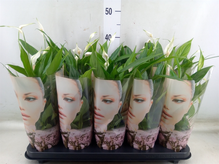 <h4>Spathiphyllum  'Alana'</h4>