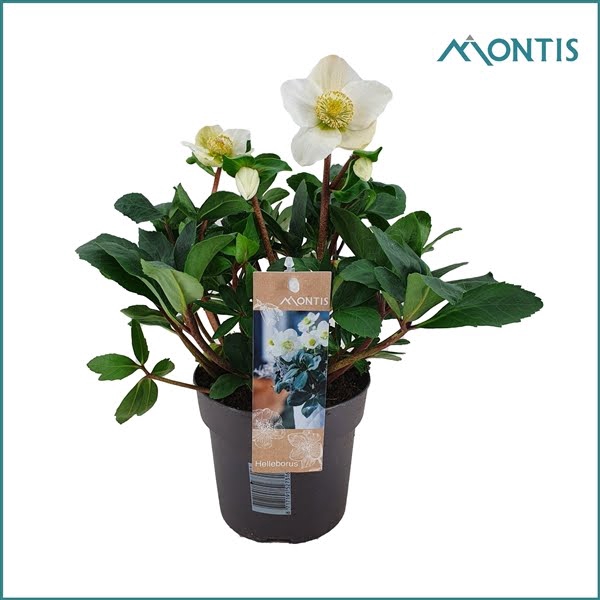 <h4>Helleborus Christmas Carol 15 cm Large</h4>