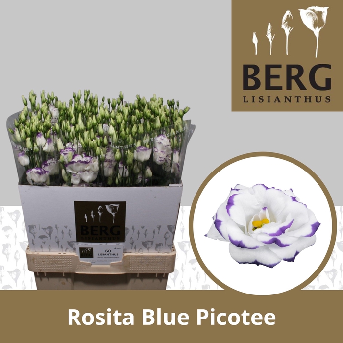 <h4>Lisianthus Rosita Blue Picotee</h4>