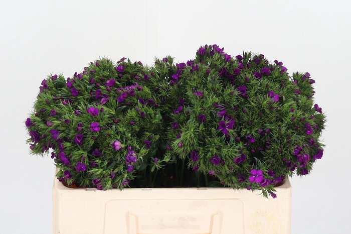 <h4>Di Ba Neon Purple</h4>