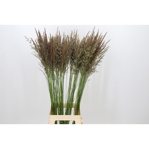 Calamagrostis Brachytricha