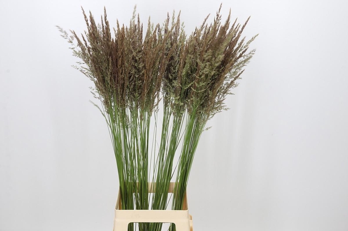 <h4>Calamagrostis Brachytricha</h4>