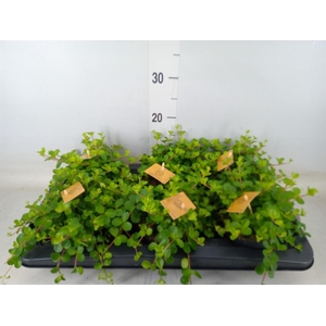 Peperomia rotundifolia