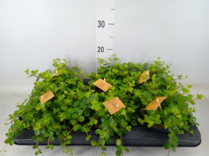 <h4>Peperomia rotundifolia</h4>